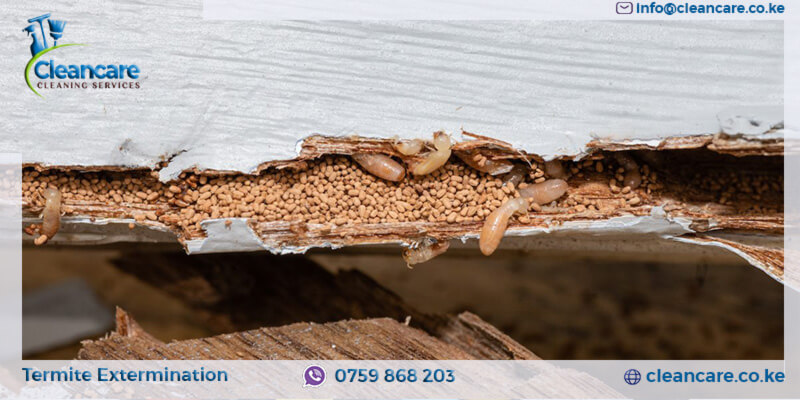 Termite Extermination Service in Nairobi and Kiambu